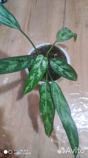 Декабрист, аглаонема