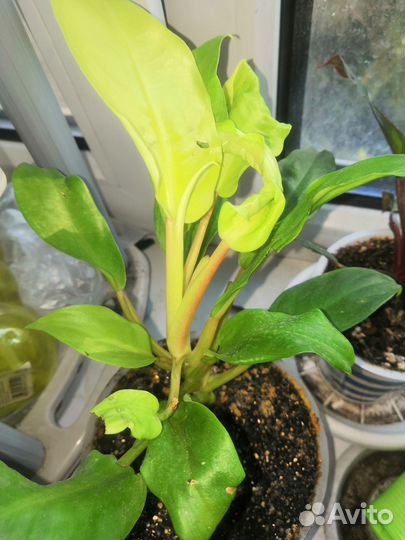 Филодендроны разные