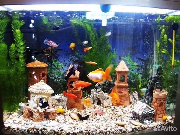 Аквариумист