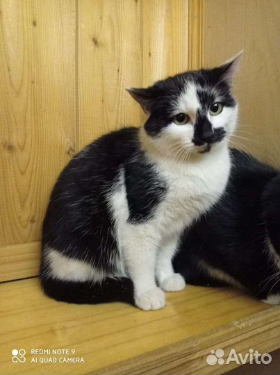 Милый котик