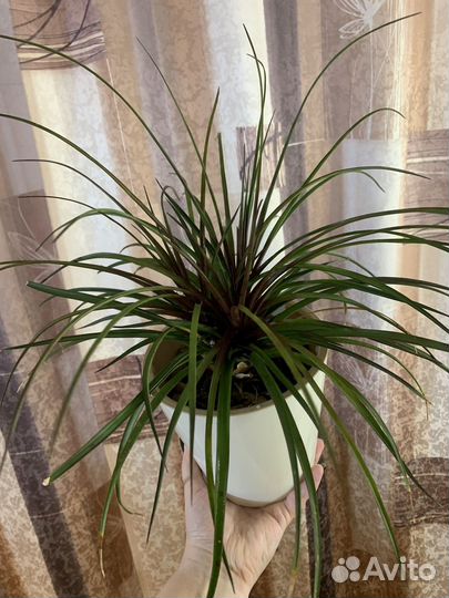 Тилландсия анита