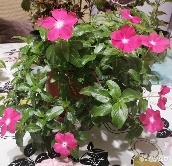 Катарантус семена