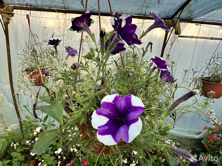 Продажа посадочного материала