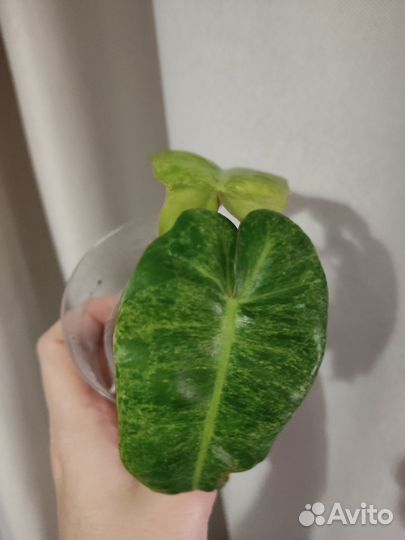 Сциндапсус Мунлайт, Филодендрон Paraiso Verde