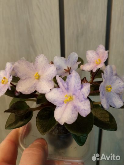 Цветущие фиалки