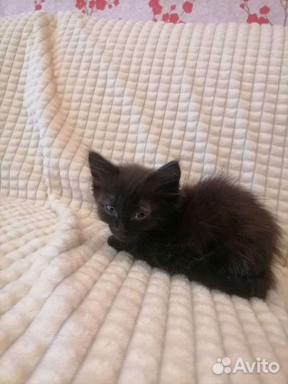 Отдам котят