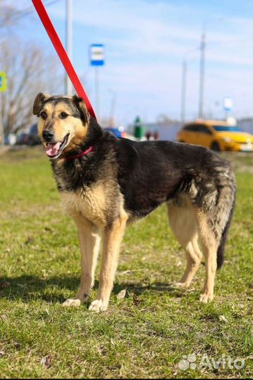 Пёс собака из приюта