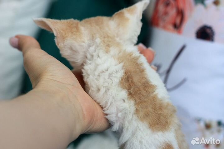 Котенок девон-рекс