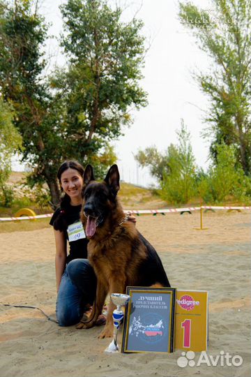 Дрессировка собак, Хендлер