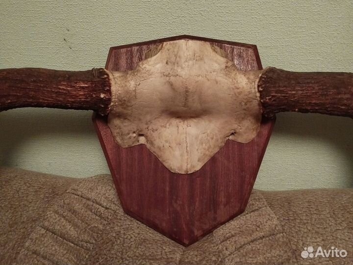 Рога лося на медальоне