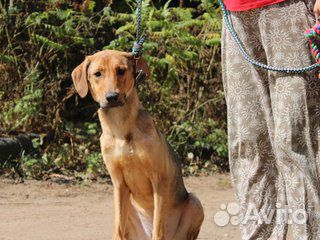 Ищет дом великолепный пес Анвар
