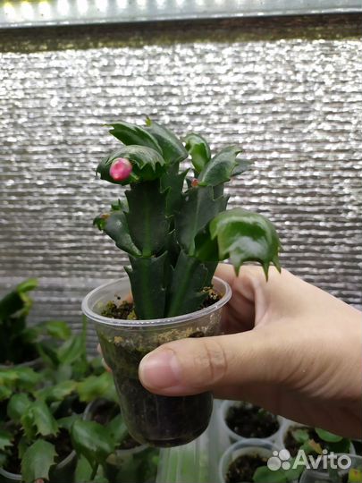 Декабрист красный