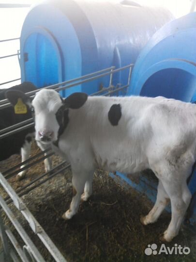 Бычки телята с доставкой