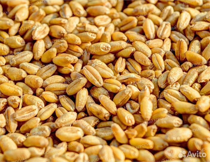 Зерно в мешках