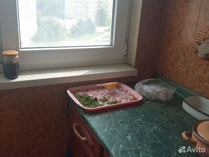 Кенара и канарейки