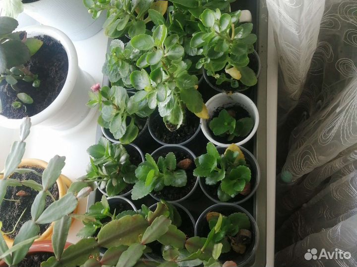 Каланхоэ цветущий