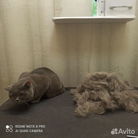 Услуги грумера