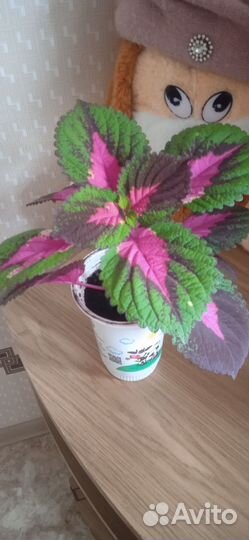 Комнатные цветы колеус
