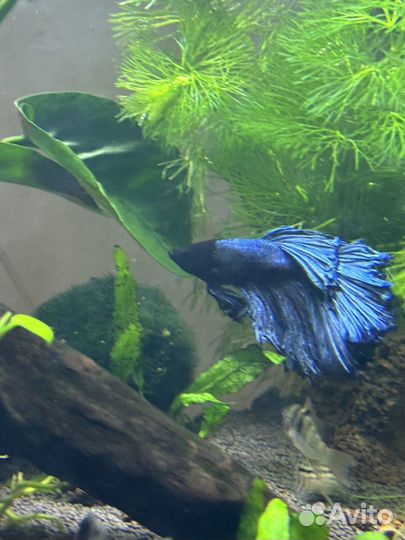 Рыбка петушок