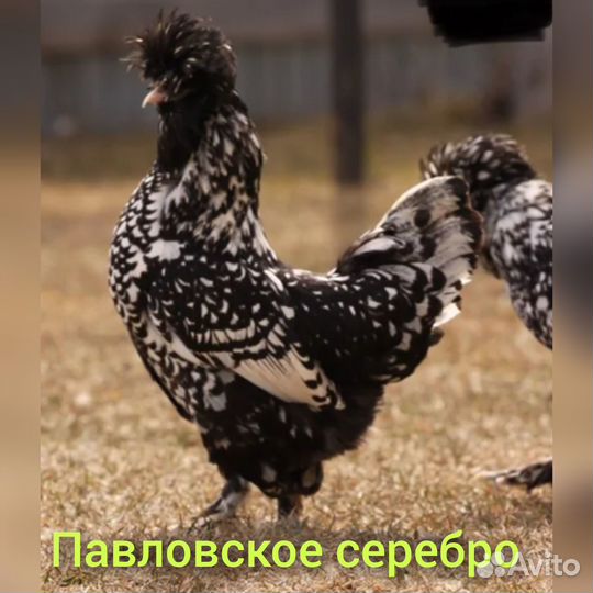 Инкубационное яйцо породных кур