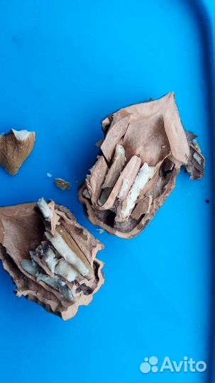 Маньчжурский орех Семена 10 шт