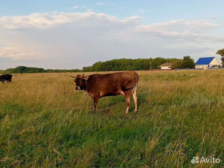 Корова дойная