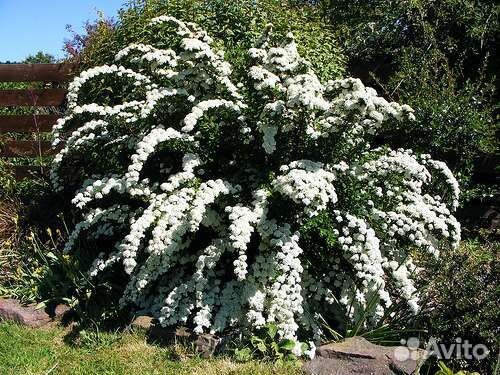 Саженцы декоративных культур