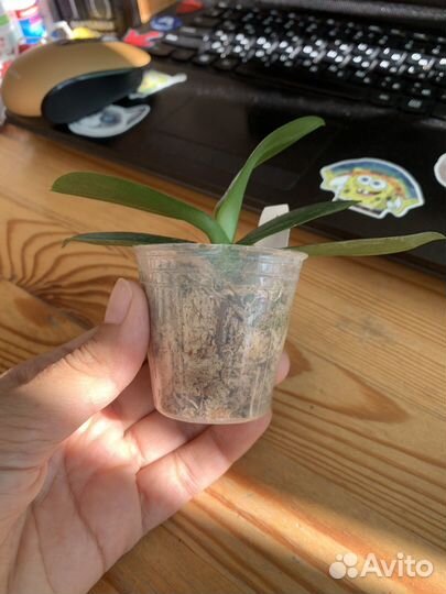 Орхидея бабочка son Ya anna beach