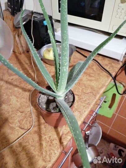 Алоэ лечебное