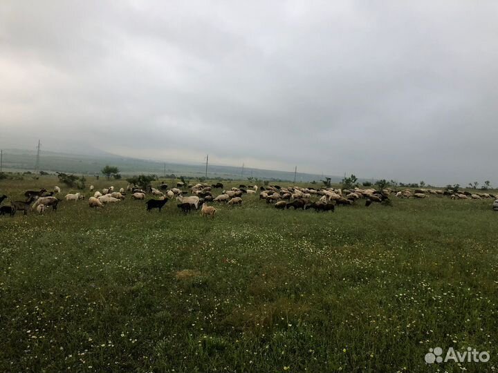 Бараны на Курбан