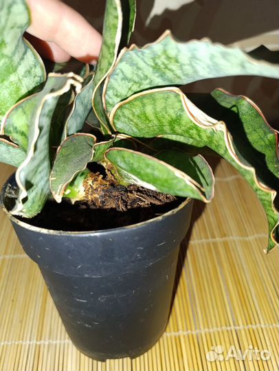 Сансевиерия сортовая Стар Грин Гранит