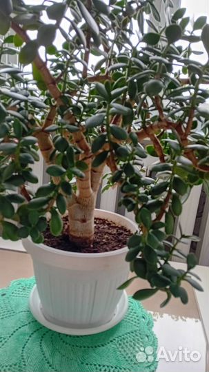 Домашние растения