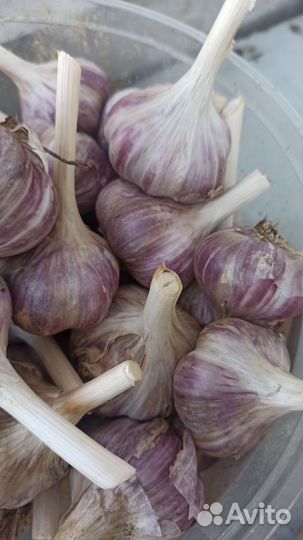 Чеснок на посадку