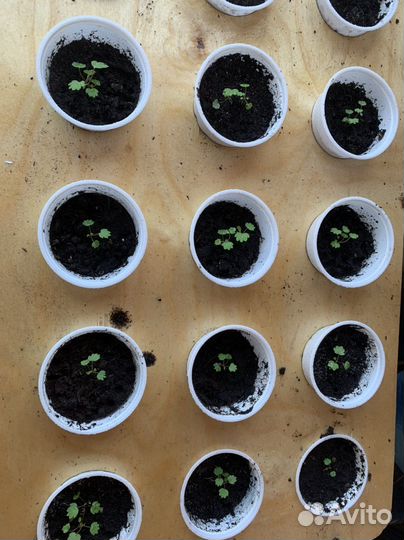 Земляника с подоконника балконная