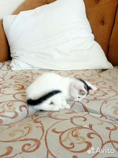 Кошки в добрые руки бесплатно