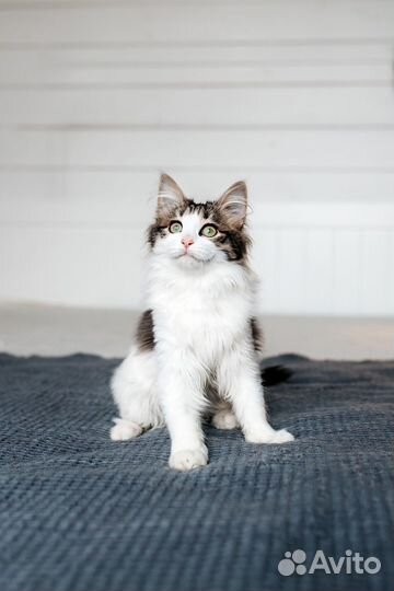 Котенок в добрые руки