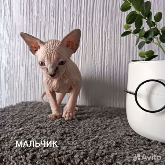 Канадский сфинкс котенок