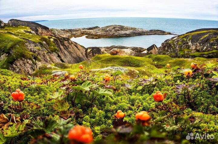 Тур в Териберку