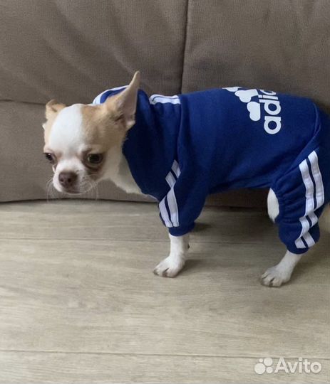 Комбинезон для собачки