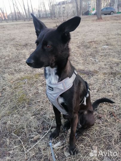 Маленькая собака