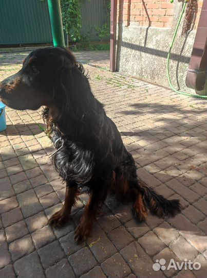 Шотландский сеттер