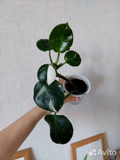 Филодендрон white wizard