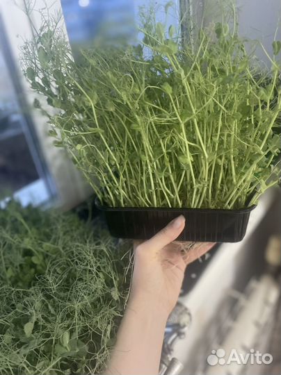 Микрозелень горох