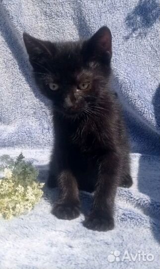 Черные котята