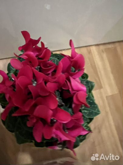 Цикламен растение