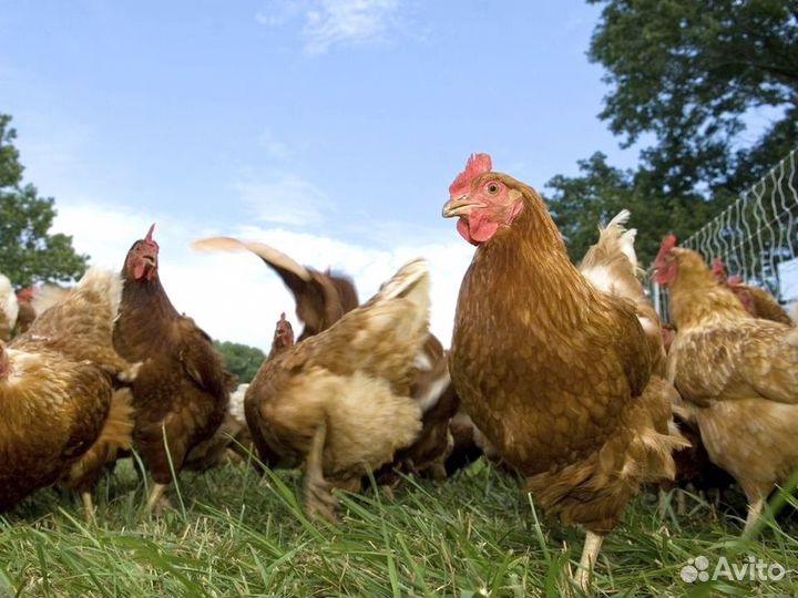 Куры несушки