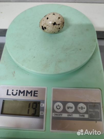 Инкубационное яйцо перепела Дмитриевский