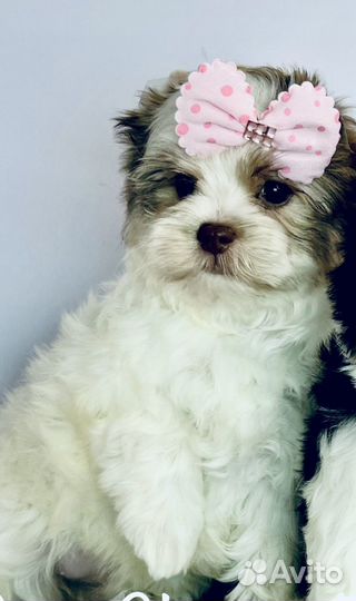 Шоколадный йорк девочка