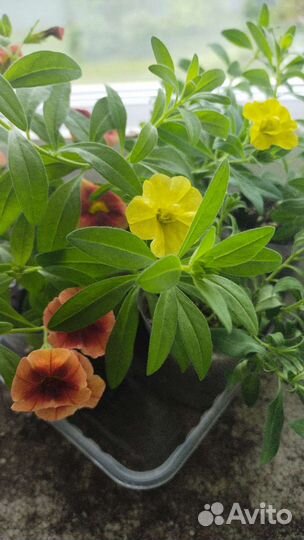 Рассада калибрахоа