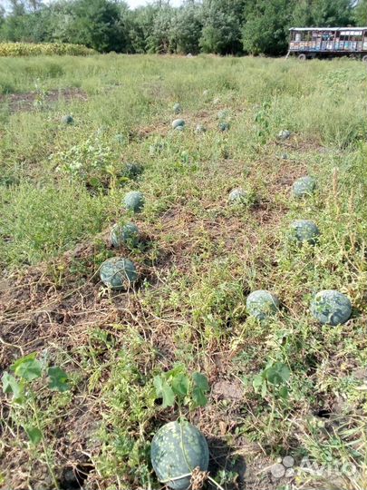 Продам арбуз русская береза